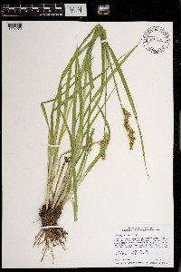 Carex stipata image