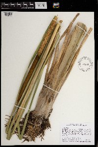 Typha latifolia image