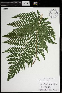 Dryopteris carthusiana image