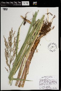 Glyceria maxima image