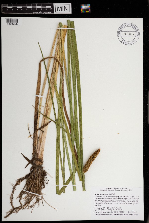 Acoraceae image