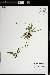 Asplenium rhizophyllum image