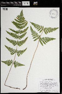 Dryopteris carthusiana image