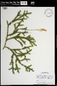 Lycopodium clavatum image