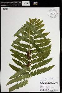 Osmunda claytoniana image