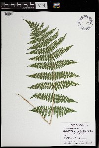 Dryopteris intermedia image