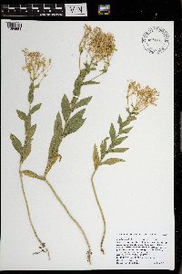 Lepidium draba image