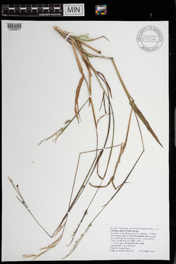 Eriochloa villosa image