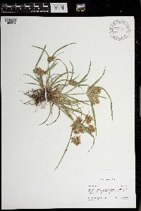 Cyperus odoratus image