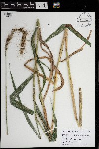 Elymus wiegandii image