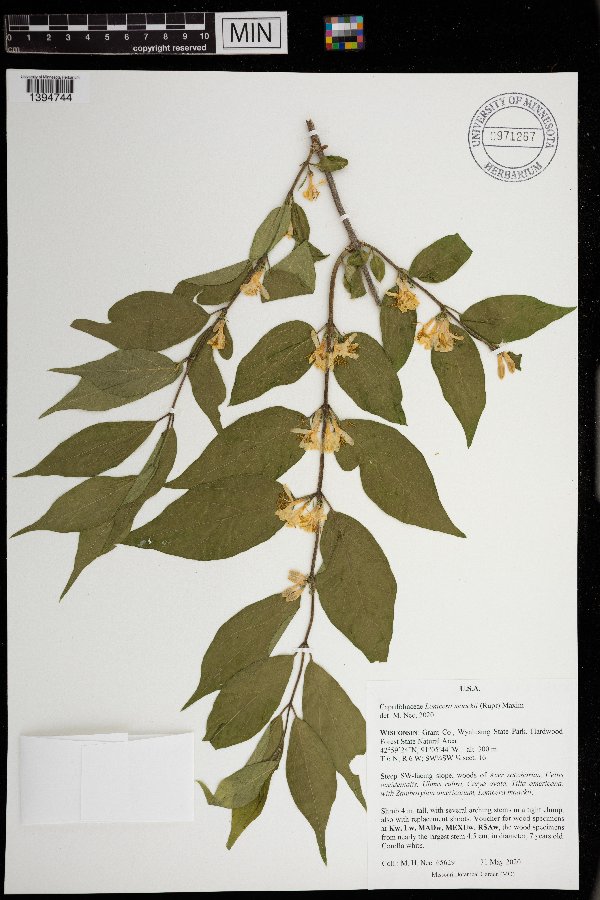 Lonicera maackii image