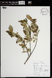 Aronia melanocarpa image