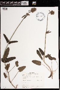 Image of Stachys officinalis