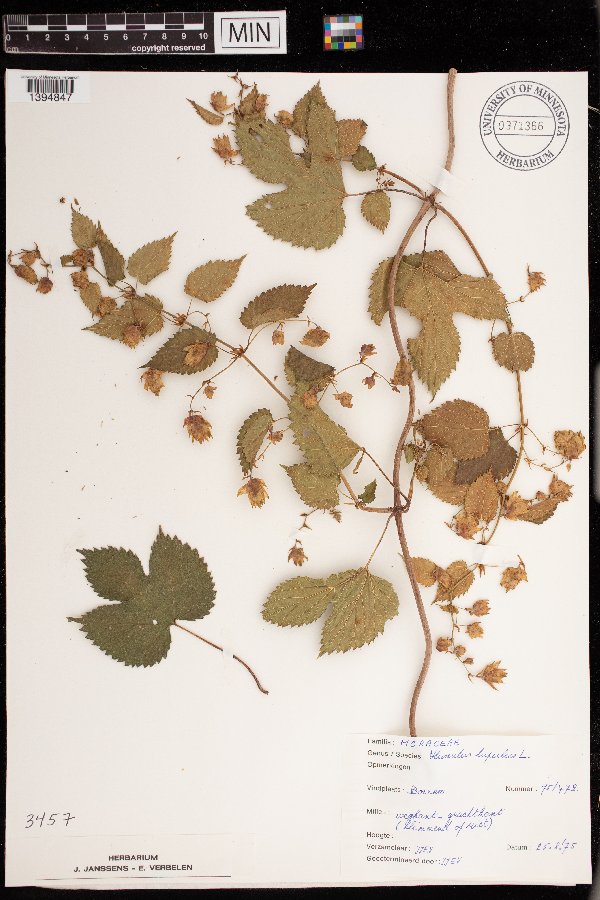 Humulus lupulus image