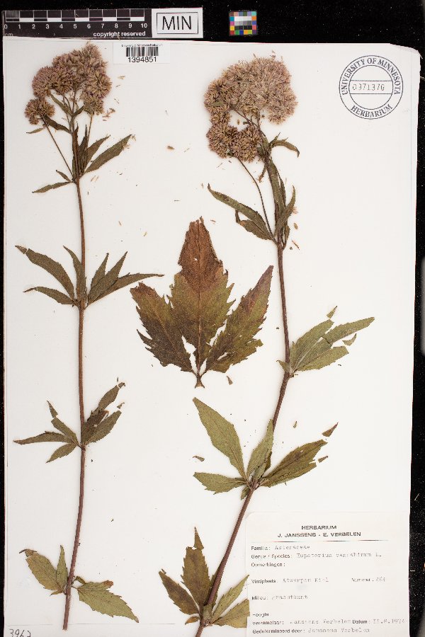 Eupatorium cannabinum image