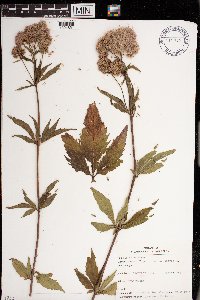 Image of Eupatorium cannabinum