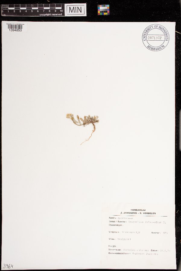 Laphangium luteoalbum image