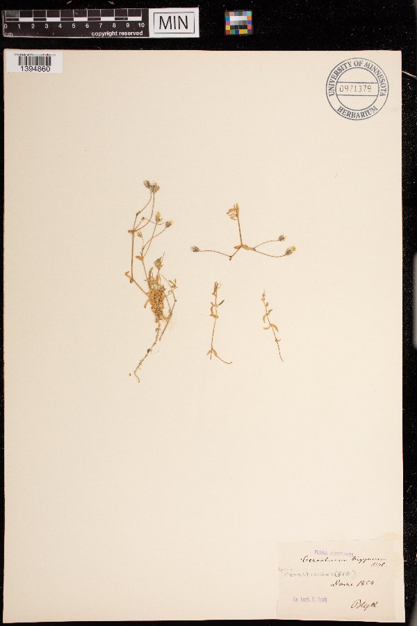 Cerastium cerastoides image