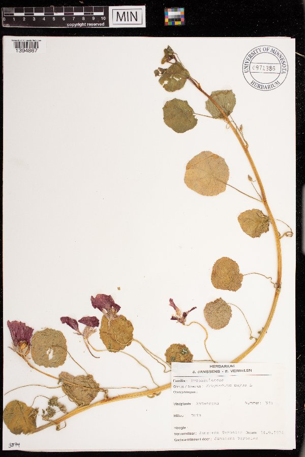 Tropaeolum majus image