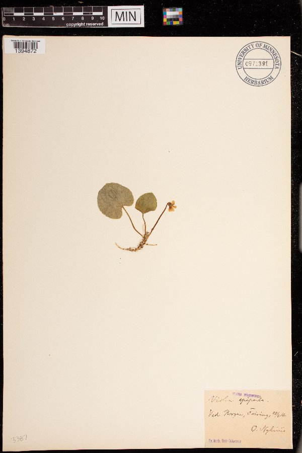 Viola suecica image