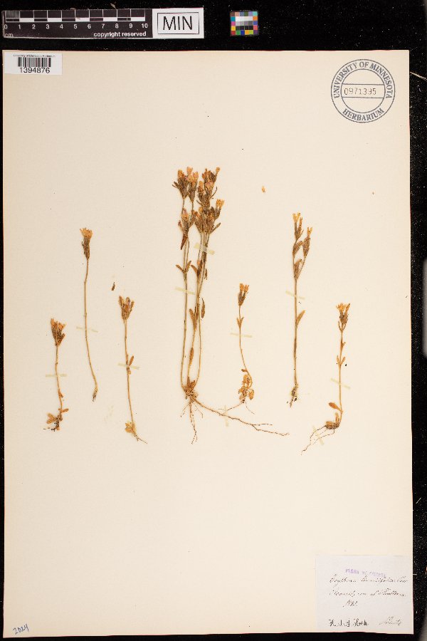 Erythraea linarifolia image