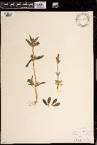 Image of Gentianella amarella