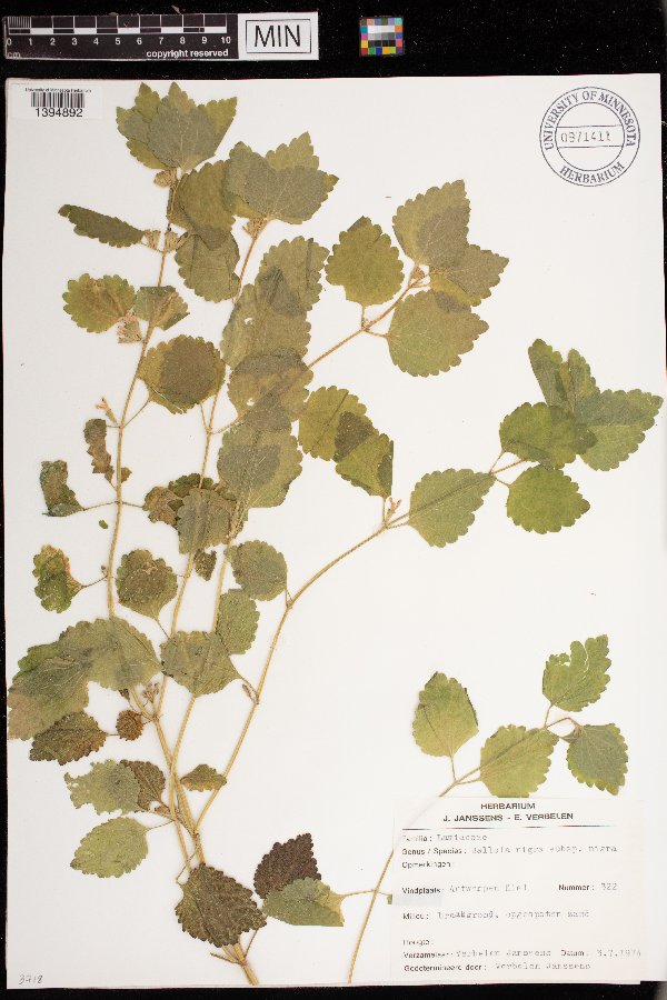 Ballota nigra image