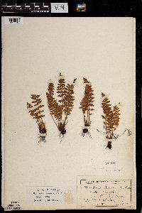 Woodsia ilvensis image