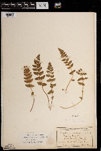 Woodsia ilvensis image