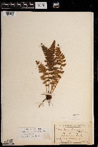 Woodsia ilvensis image