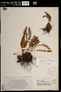 Woodsia ilvensis image