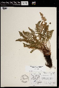 Woodsia ilvensis image