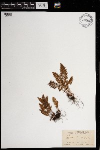 Woodsia ilvensis image