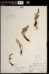 Woodsia ilvensis image