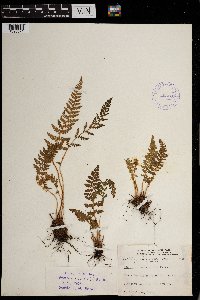 Woodsia ilvensis image