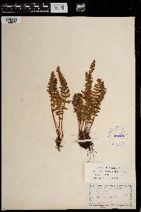 Woodsia ilvensis image