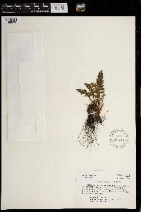 Woodsia ilvensis image