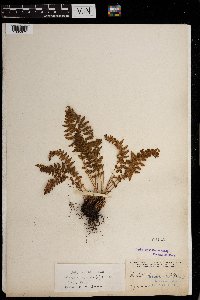 Woodsia ilvensis image