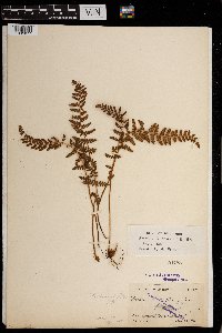 Woodsia ilvensis image