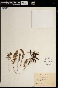 Woodsia ilvensis image