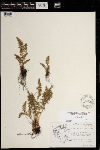 Woodsia ilvensis image