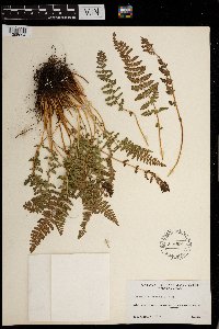 Woodsia ilvensis image