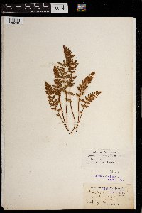 Woodsia ilvensis image