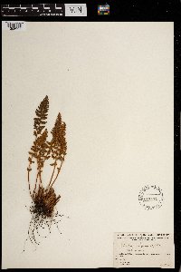 Woodsia ilvensis image