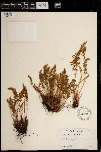 Woodsia ilvensis image