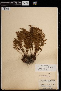 Woodsia ilvensis image