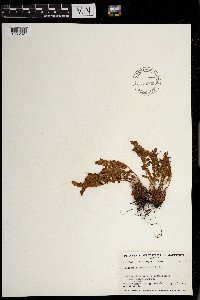 Woodsia ilvensis image