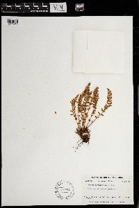 Woodsia ilvensis image