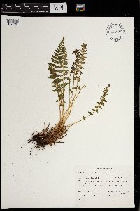 Woodsia ilvensis image