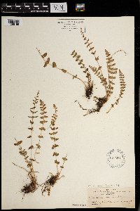 Woodsia neomexicana image